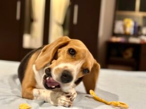 10 Dog Breeds That Are Prone to Destructive Chewing