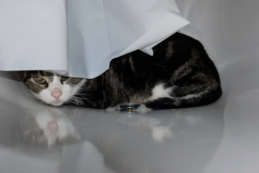 Hiding More Than Usual (image credits: flickr)