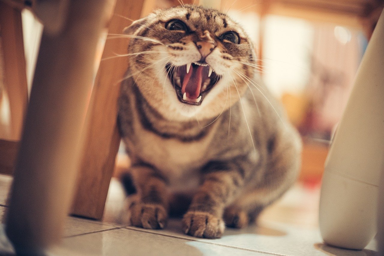 Sudden Aggression or Withdrawal (image credits: pixabay)