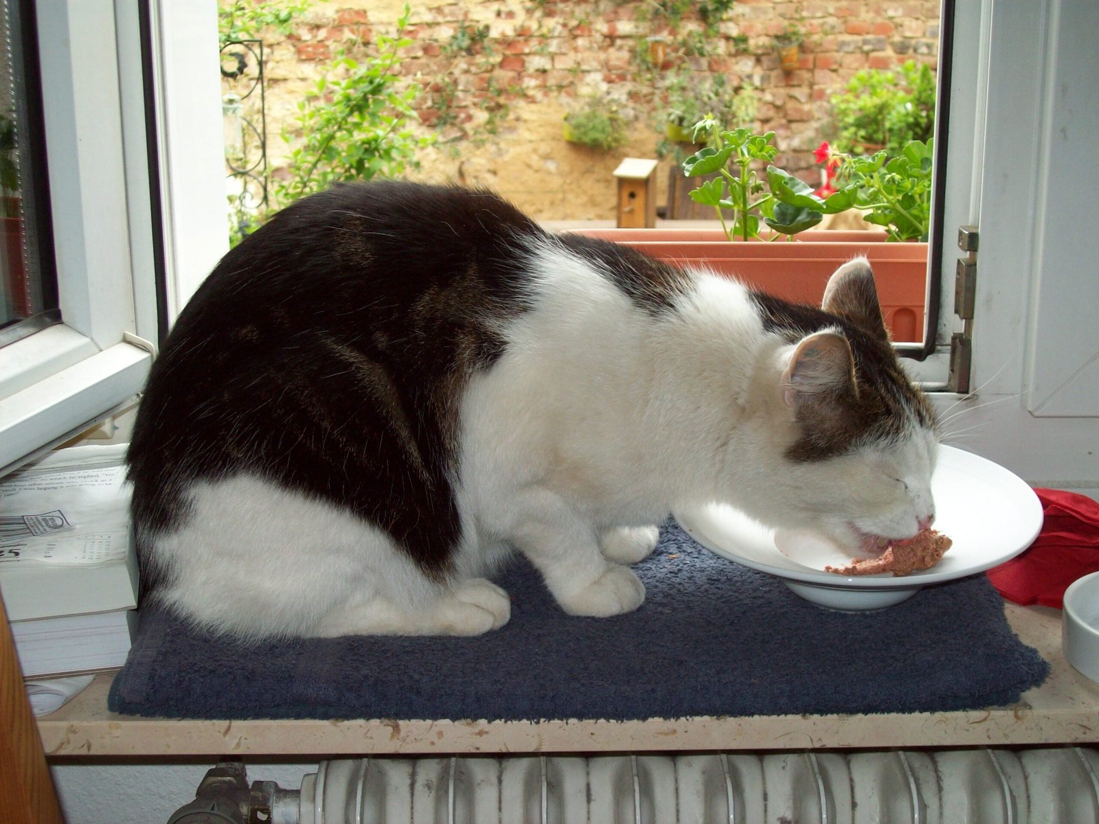Healthy Appetite and Curious Sniffing (image credits: wikimedia)