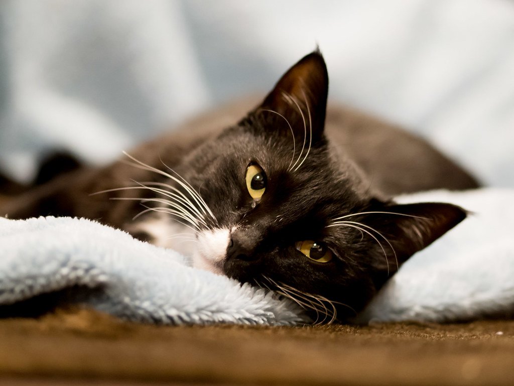 Relaxed Body Language (image credits: flickr)