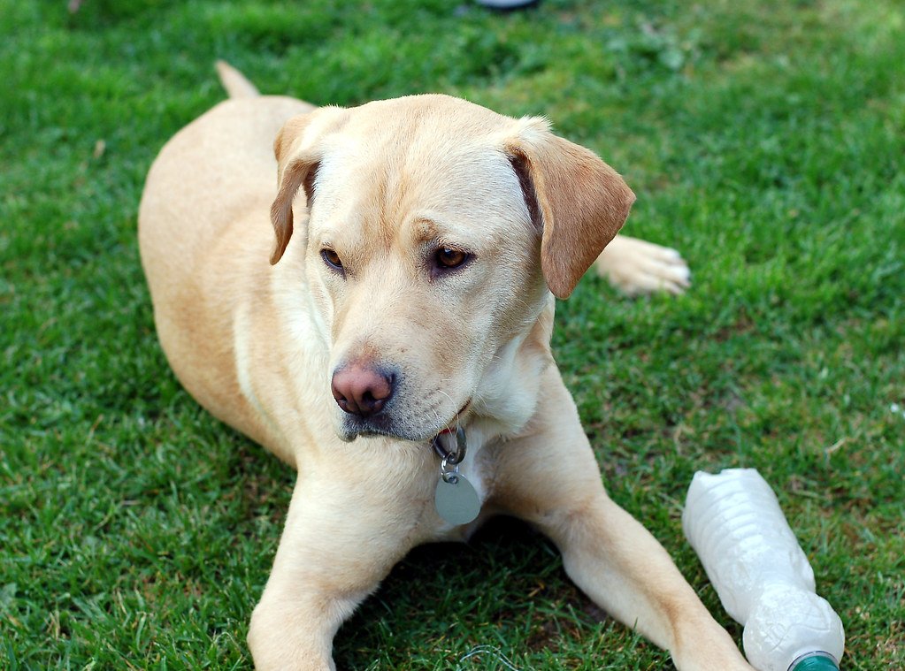 Labrador Retriever (image credits: flickr)