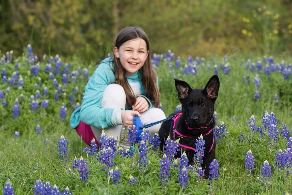 German Shepherd (image credits: flickr)