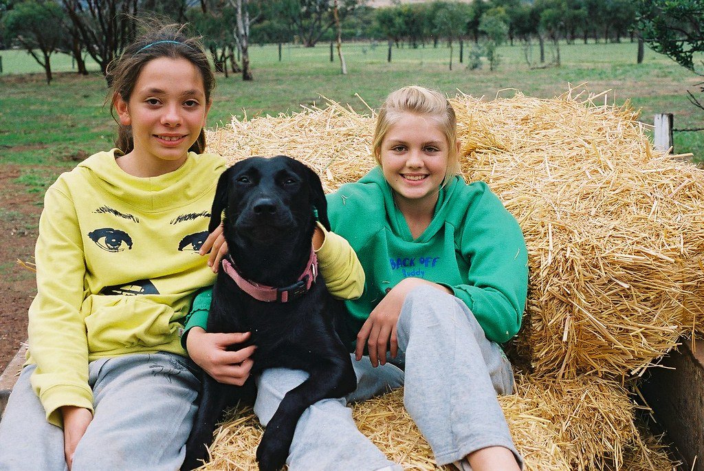 Labradors Are Gentle With Kids (image credits: flickr)