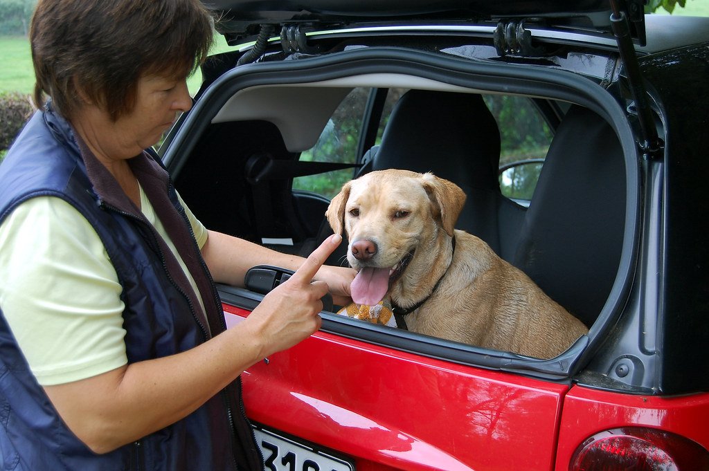 Eager to Please and Easy to Train (image credits: flickr)