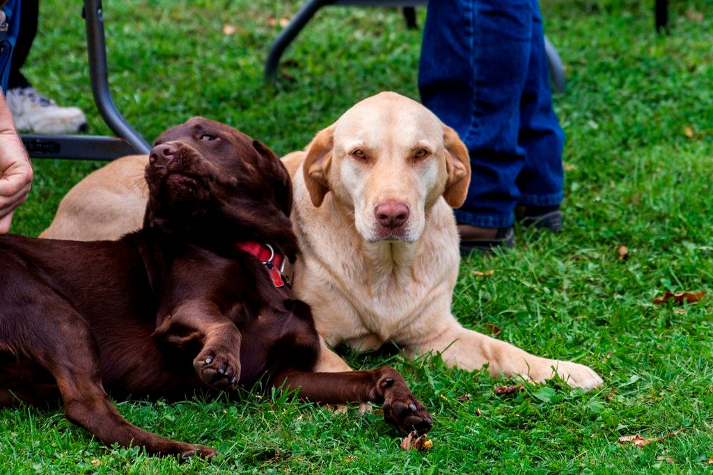 Playful Spirits That Never Quit (image credits: flickr)