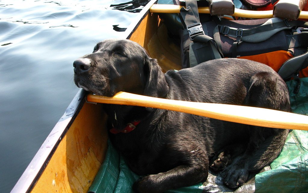 Great Travel and Adventure Buddies (image credits: flickr)