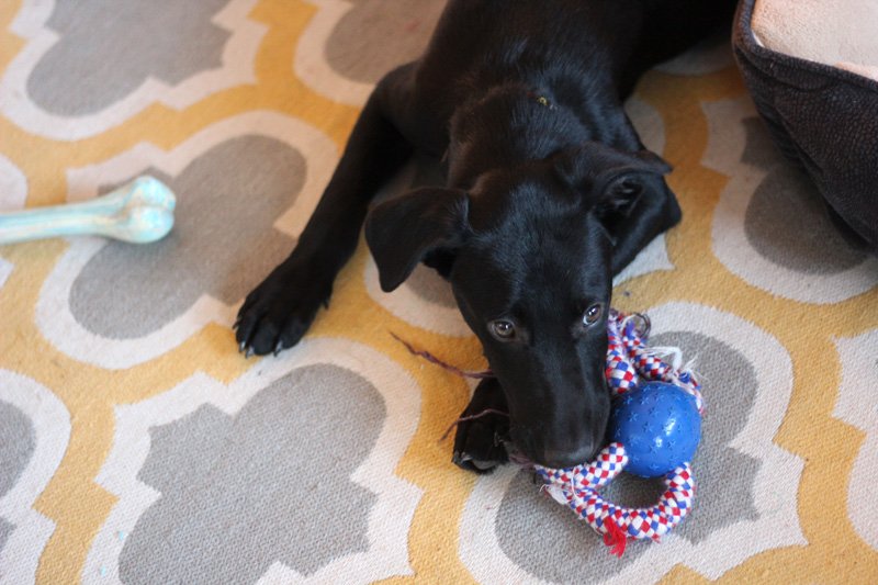 The “Everything Is a Chew Toy” Phase (image credits: wikimedia)