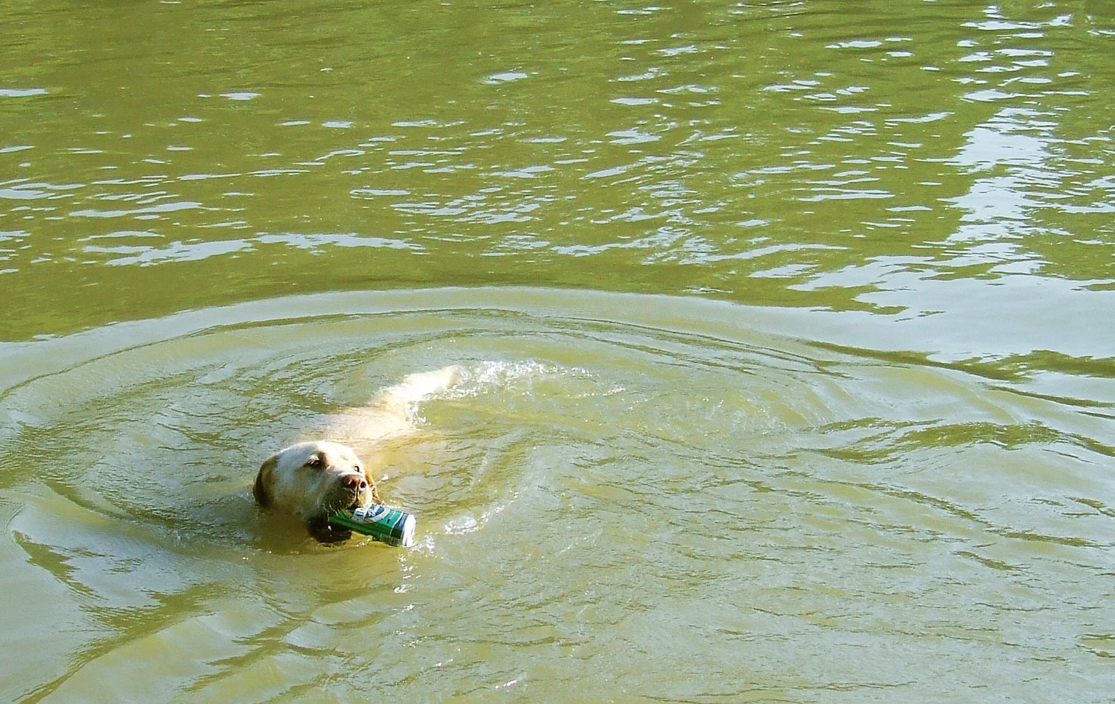 The Water Obsession (image credits: wikimedia)