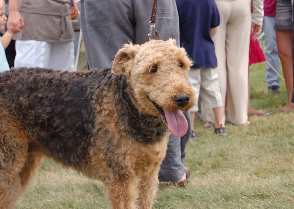 Signs Your Dog is Adjusting Well (image credits: flickr)