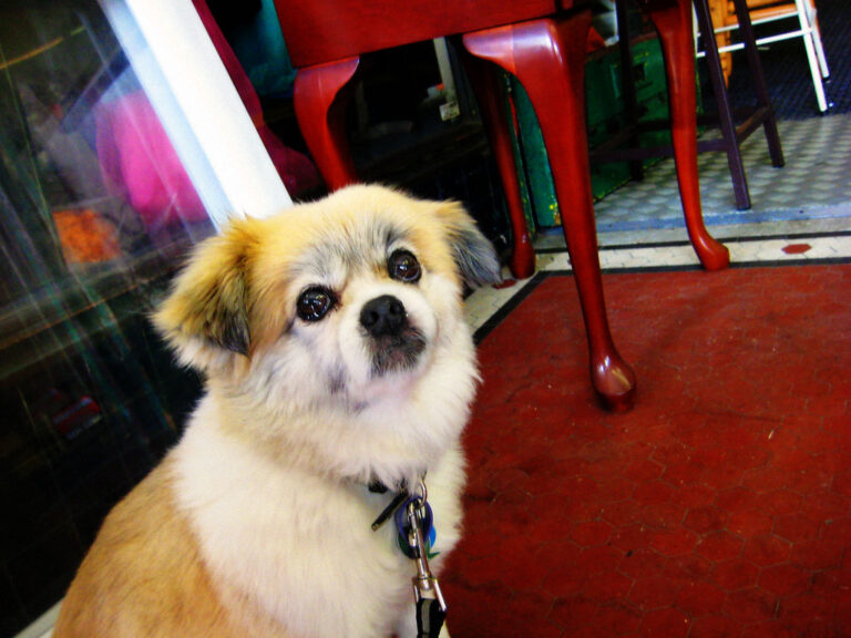 What is the 3-3-3 Rule for Dogs and Why is It Important