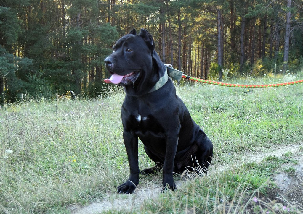 Cane Corso: The Muscular Protector (image credits: flickr)