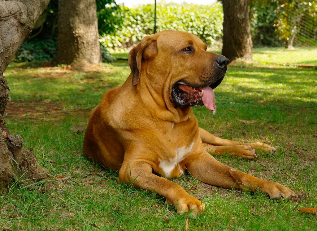 Fila Brasileiro: The Uncompromising Guardian (image credits: flickr)