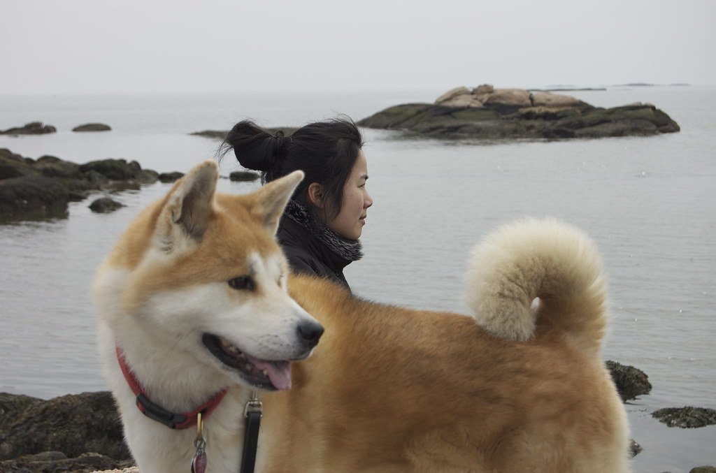 8 Dogs That Are Way Too Protective for the Average Family