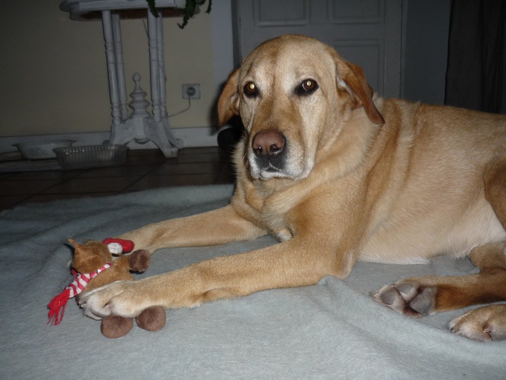 Labrador Retriever: The Devoted Family Member (image credits: flickr)