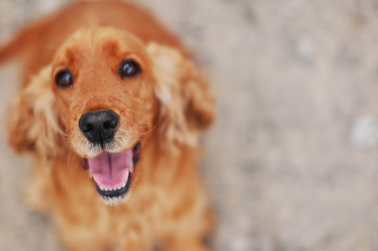 Cocker Spaniel: The Affectionate Friend (image credits: pixabay)