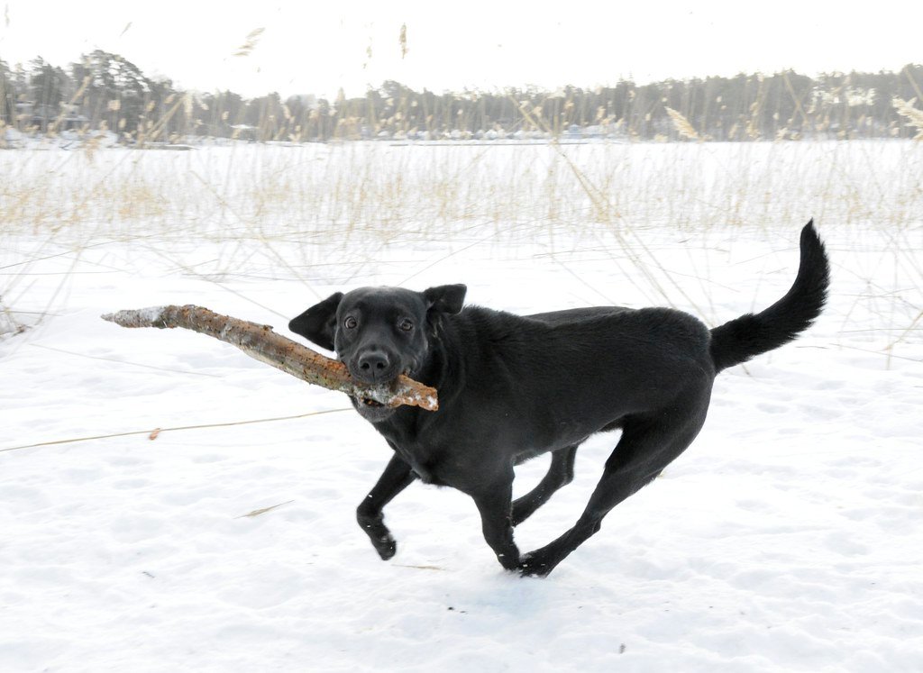 Irresistible Goofiness (image credits: flickr)