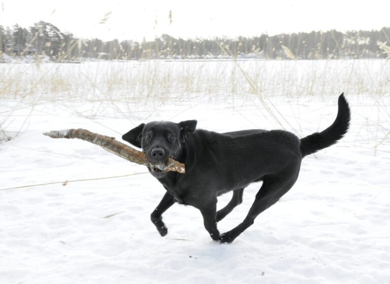 9 Labrador Retriever Personality Quirks That Will Make You Love Them Even More