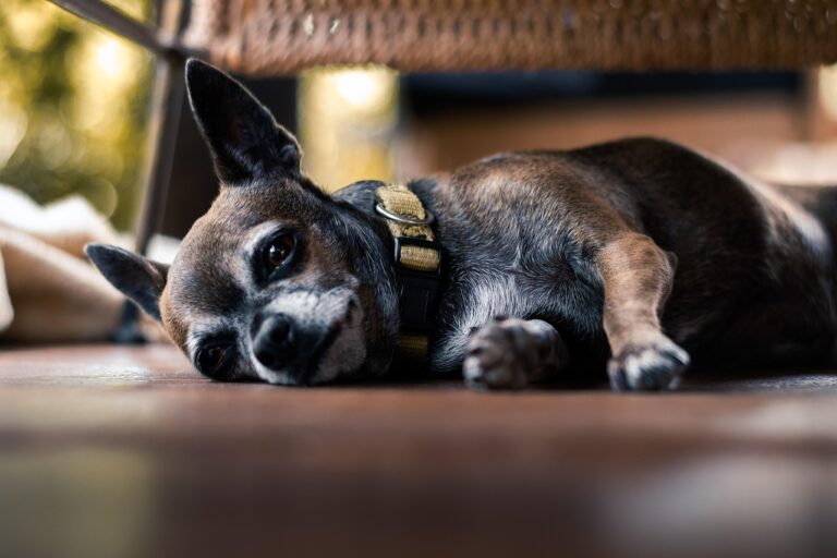 13 Warning Signs in Your Dog's Behavior You Should Never Ignore
