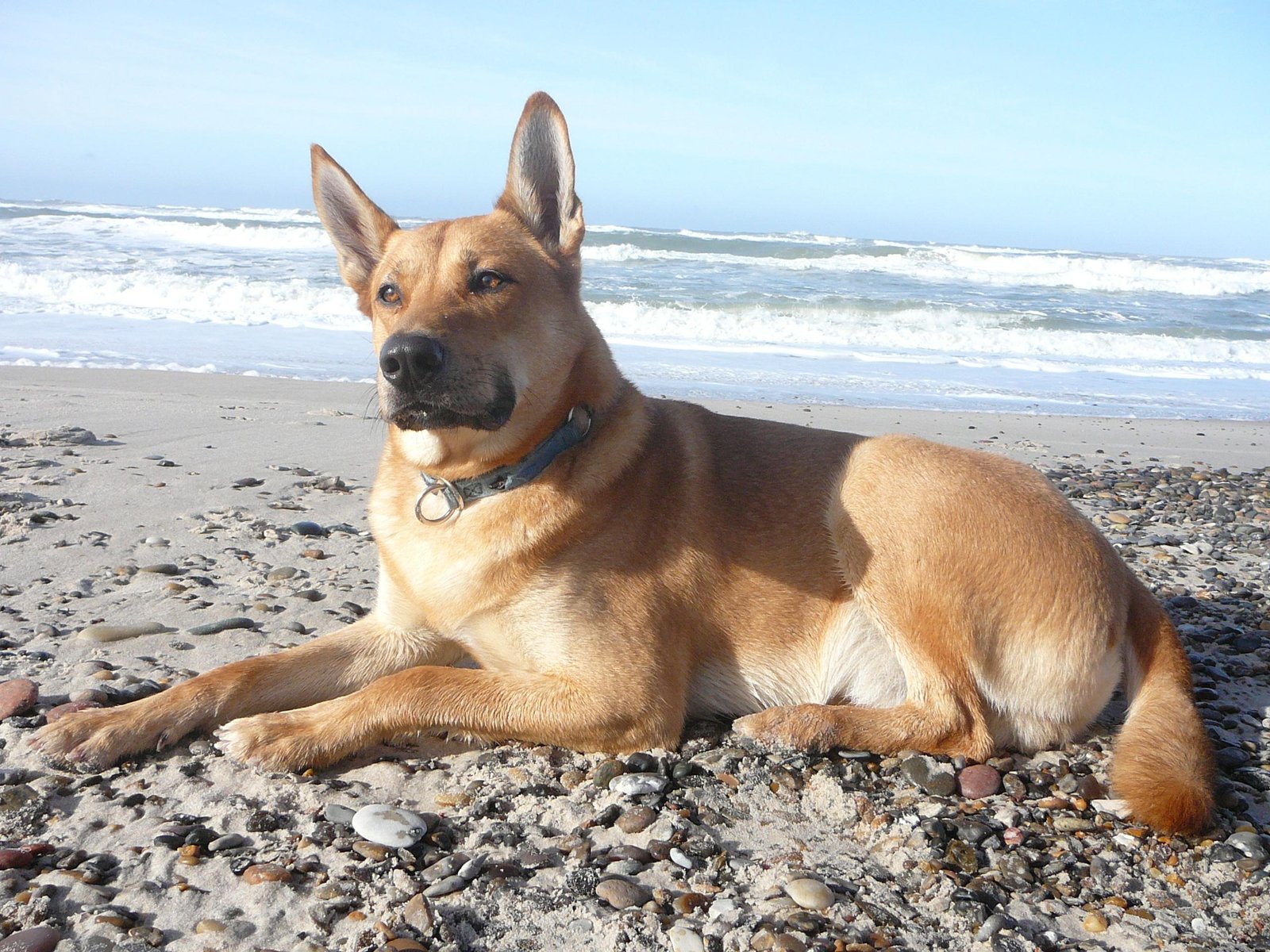 The Shocking Truth About Popular American Breeds (image credits: wikimedia)