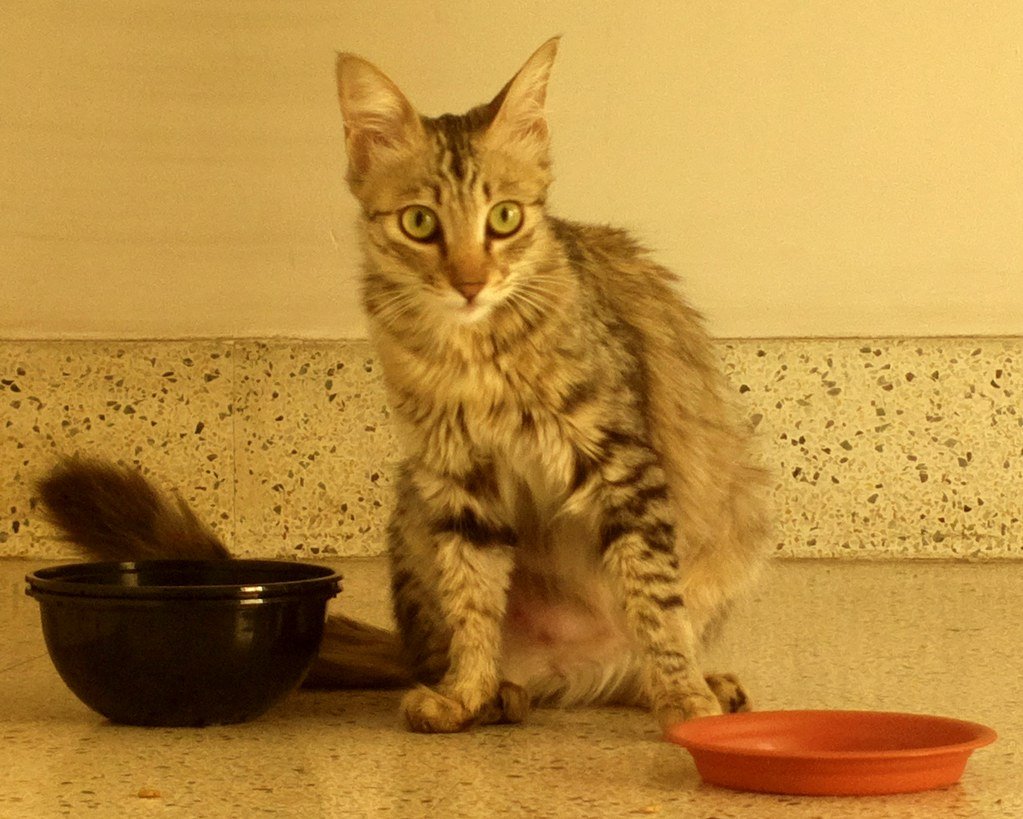 Loss of Appetite or Sudden Weight Changes (image credits: flickr)