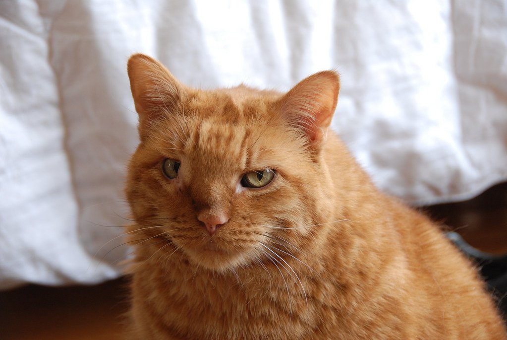 Unusual Lumps or Swellings (image credits: flickr)