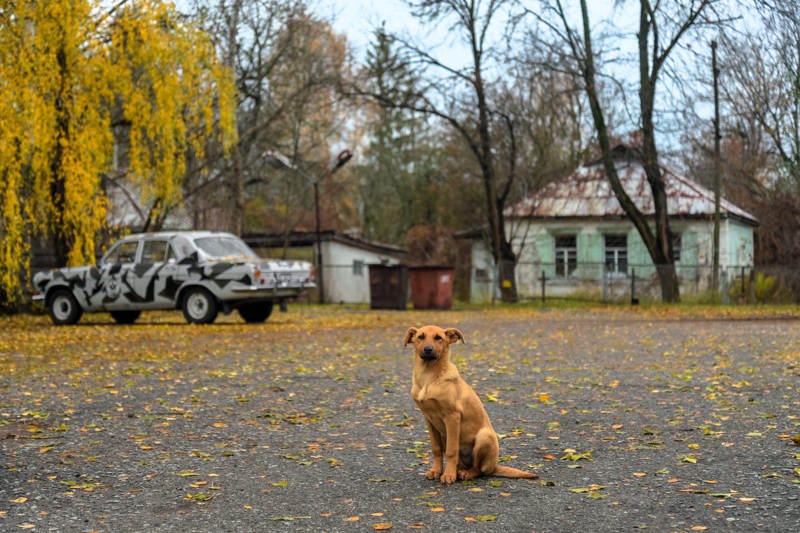 The Radioactive Legacy Living on Four Legs (image credits: wikimedia)