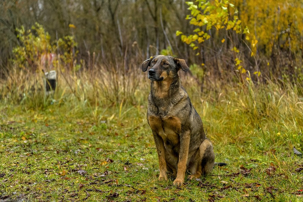Dogs of Chernobyl Rapidly Evolving: Study Suggests