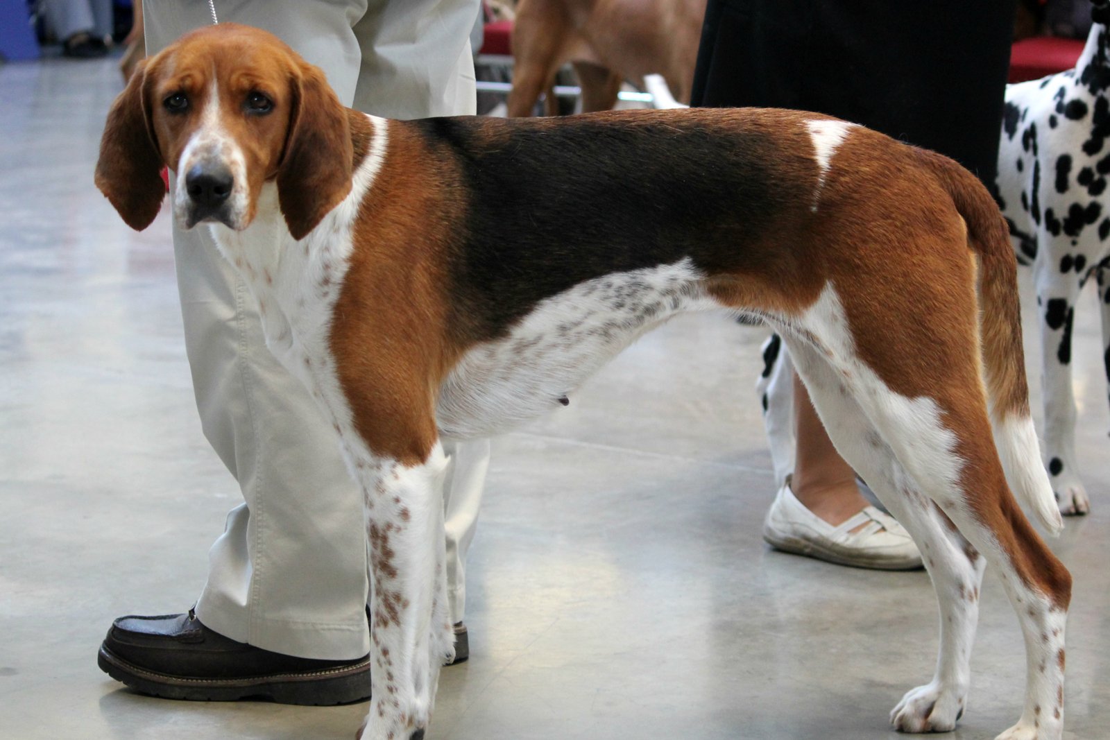 American Foxhound (image credits: wikimedia)