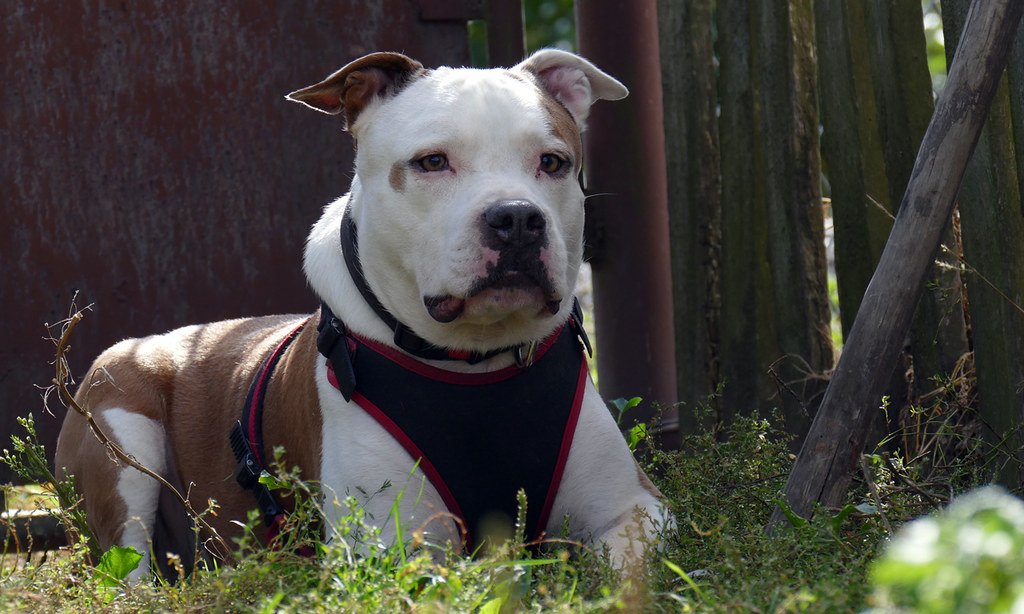 American Staffordshire Terrier (image credits: flickr)