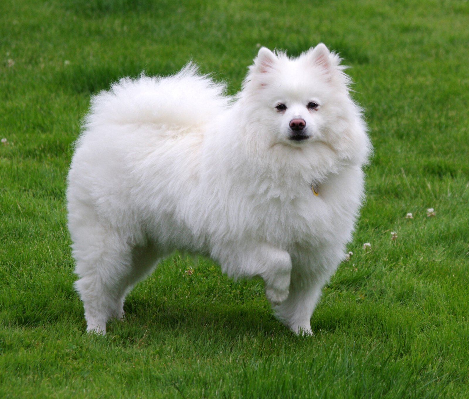 American Eskimo Dog (image credits: wikimedia)