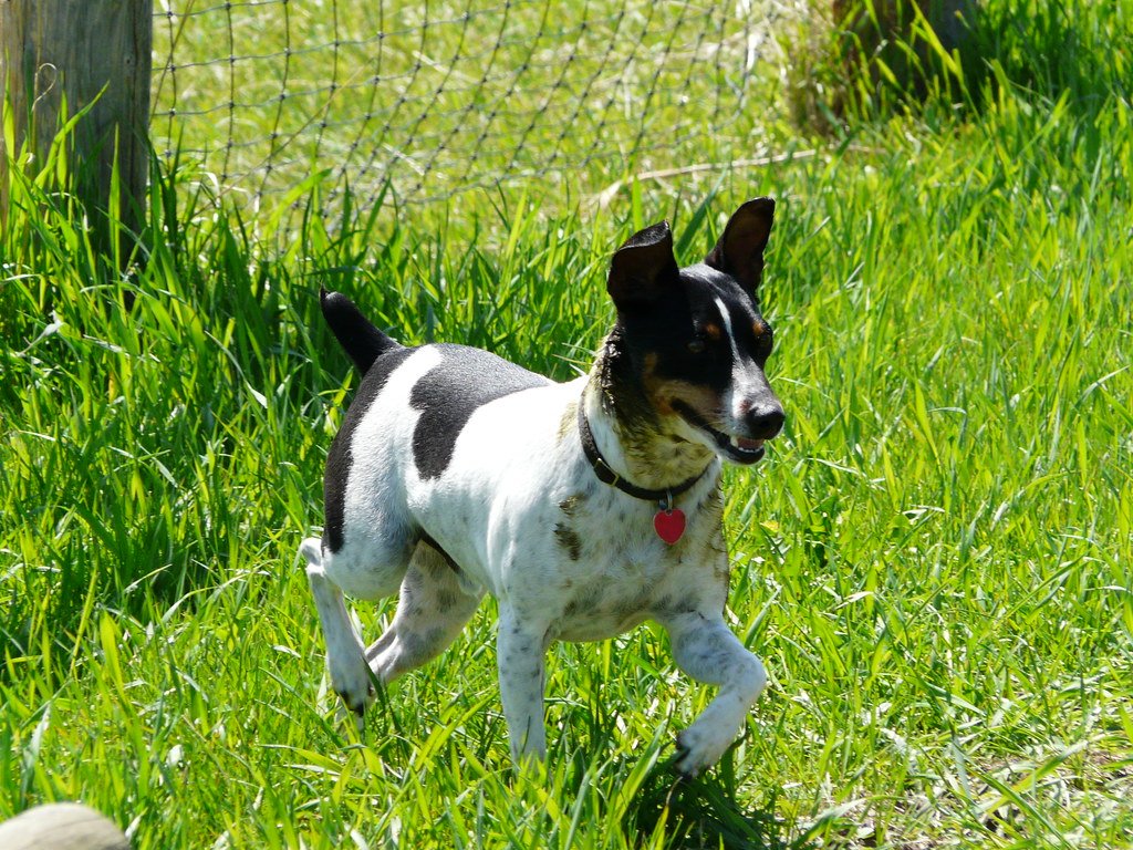 Rat Terrier (image credits: flickr)