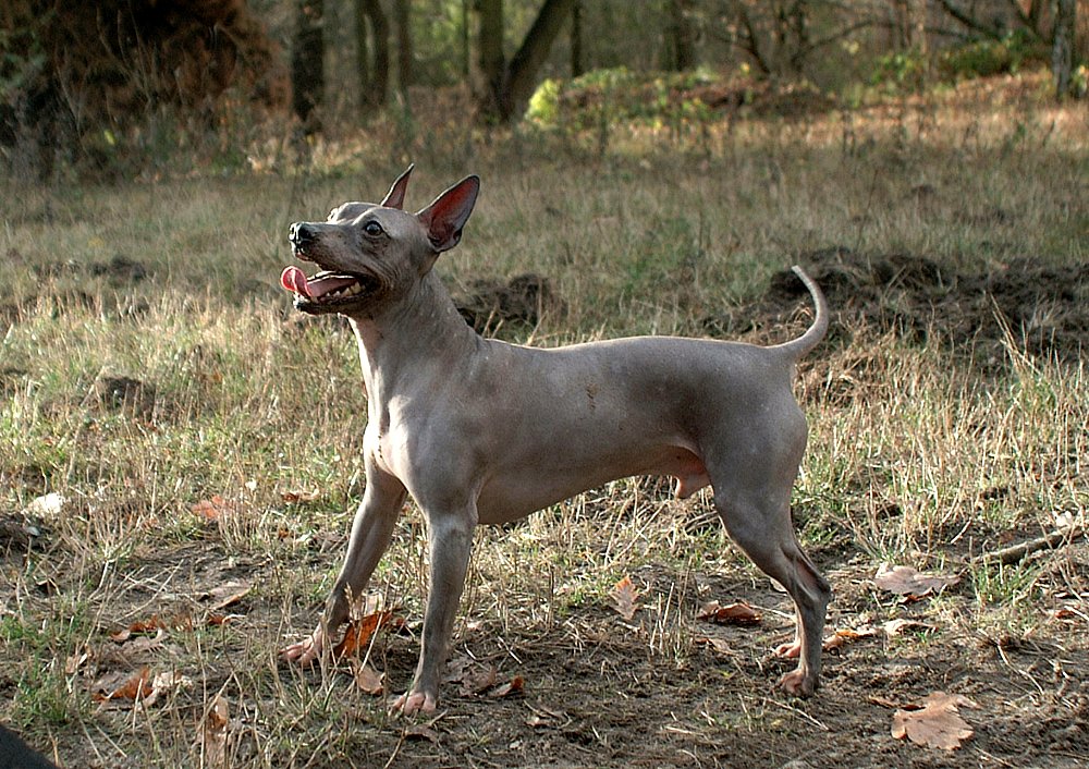 American Hairless Terrier (image credits: wikimedia)