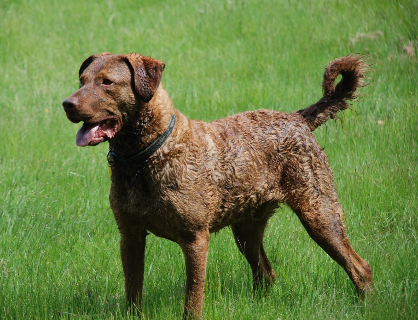 Chesapeake Bay Retriever (image credits: wikimedia)