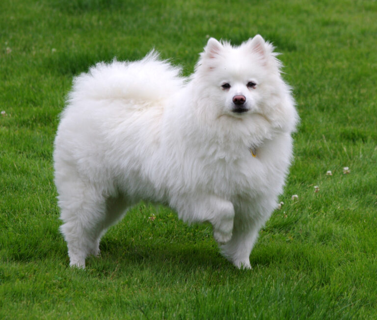 10 Purebred American Dogs That Still Exist Today