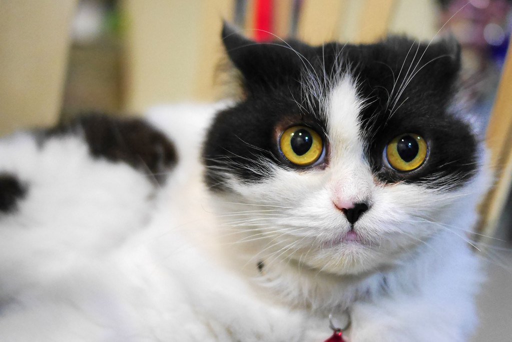 Flinching, Startling Easily, or Hypervigilance (image credits: flickr)