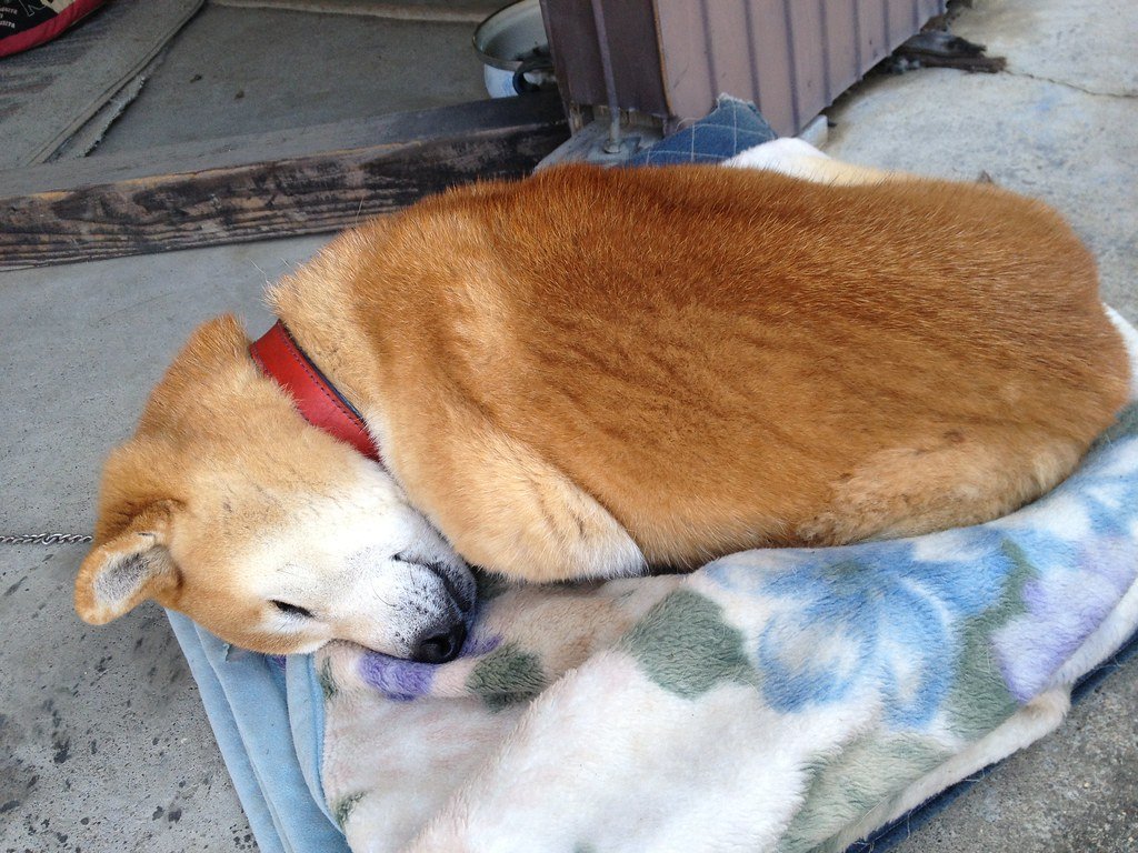 Shiba Inu: The Foxy Escape Artist (image credits: flickr)