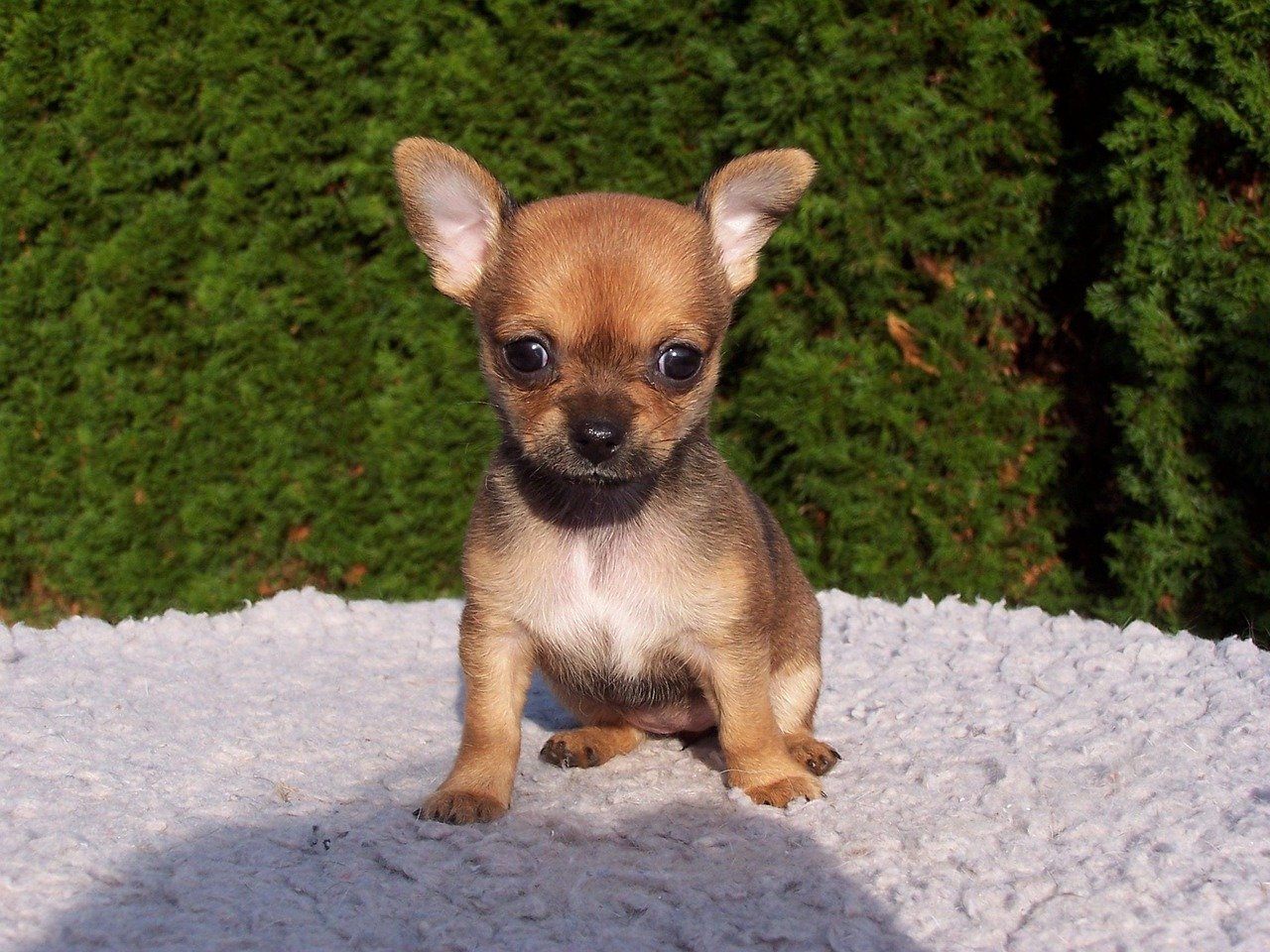 4. Chihuahuas: The Nighttime Alarm System (image credits: pixabay)