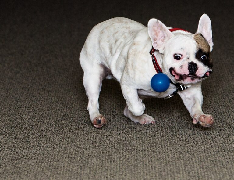 10 Small Dog Breeds With the Most Affectionate Hearts