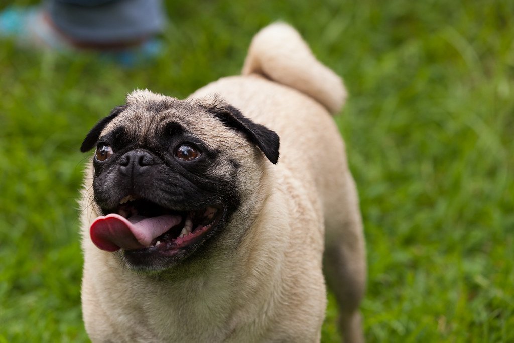 Pug: The Comedian With a Big Heart (image credits: flickr)