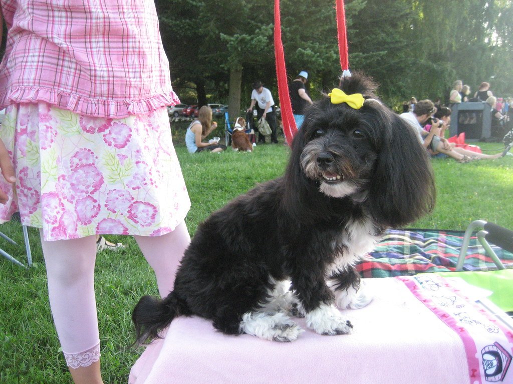 Havanese: The Social Butterfly (image credits: flickr)