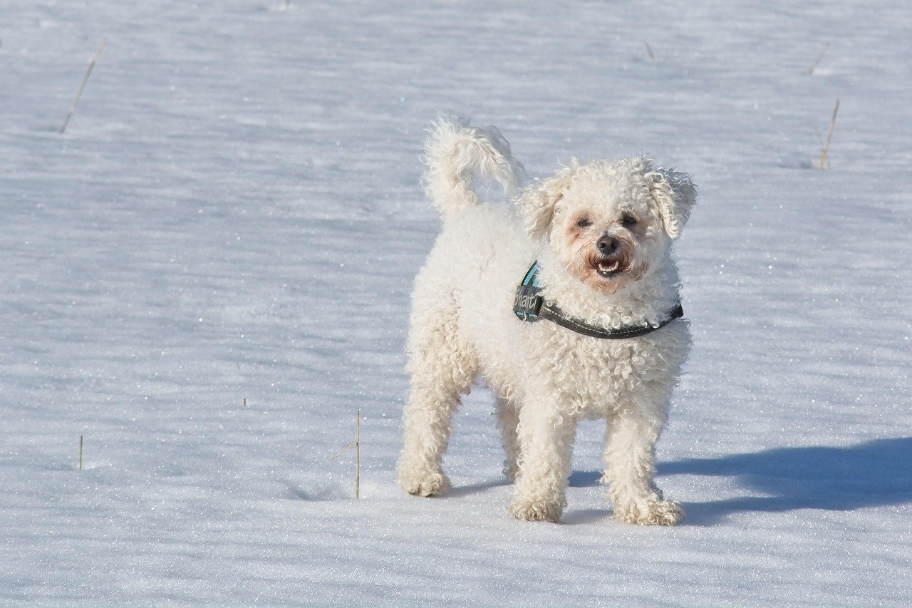 Bichon Frisé: The Fluffy Optimist (image credits: pixabay)