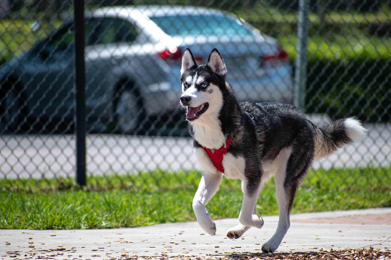 Making the Decision: Is a Husky Right for You? (image credits: pixabay)