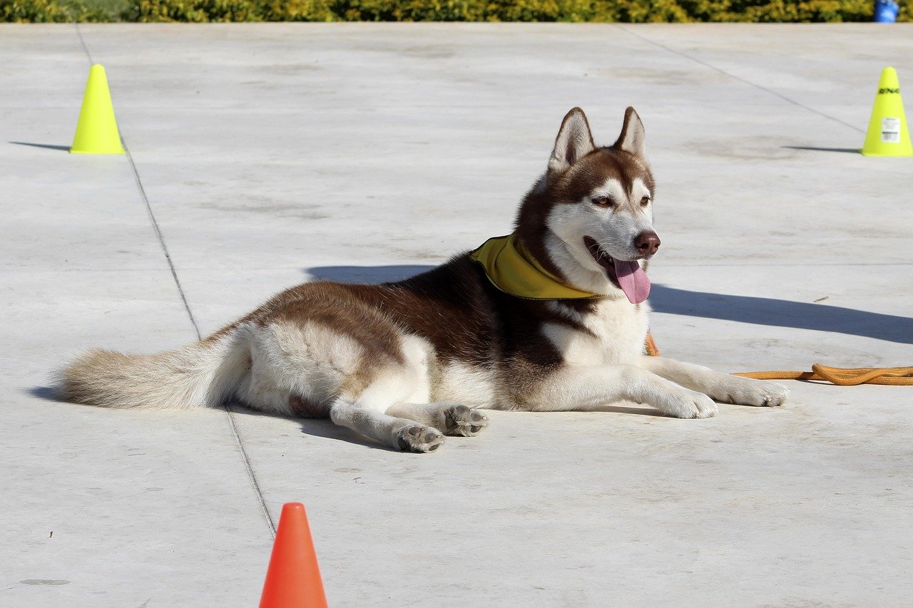 Should Senior Citizens Own Huskies? What You Need to Know
