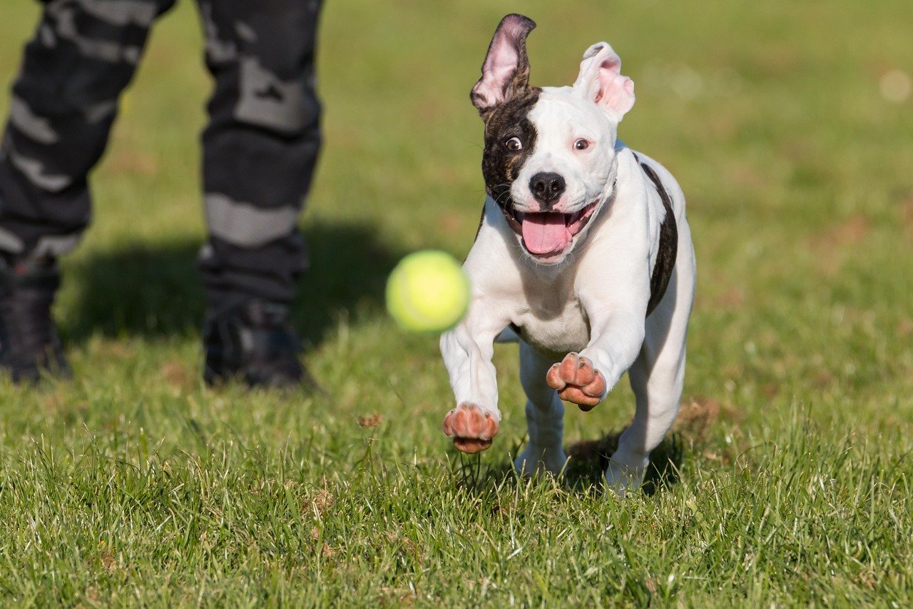 American Bulldog: Strong-Willed, Not Mean (image credits: pixabay)