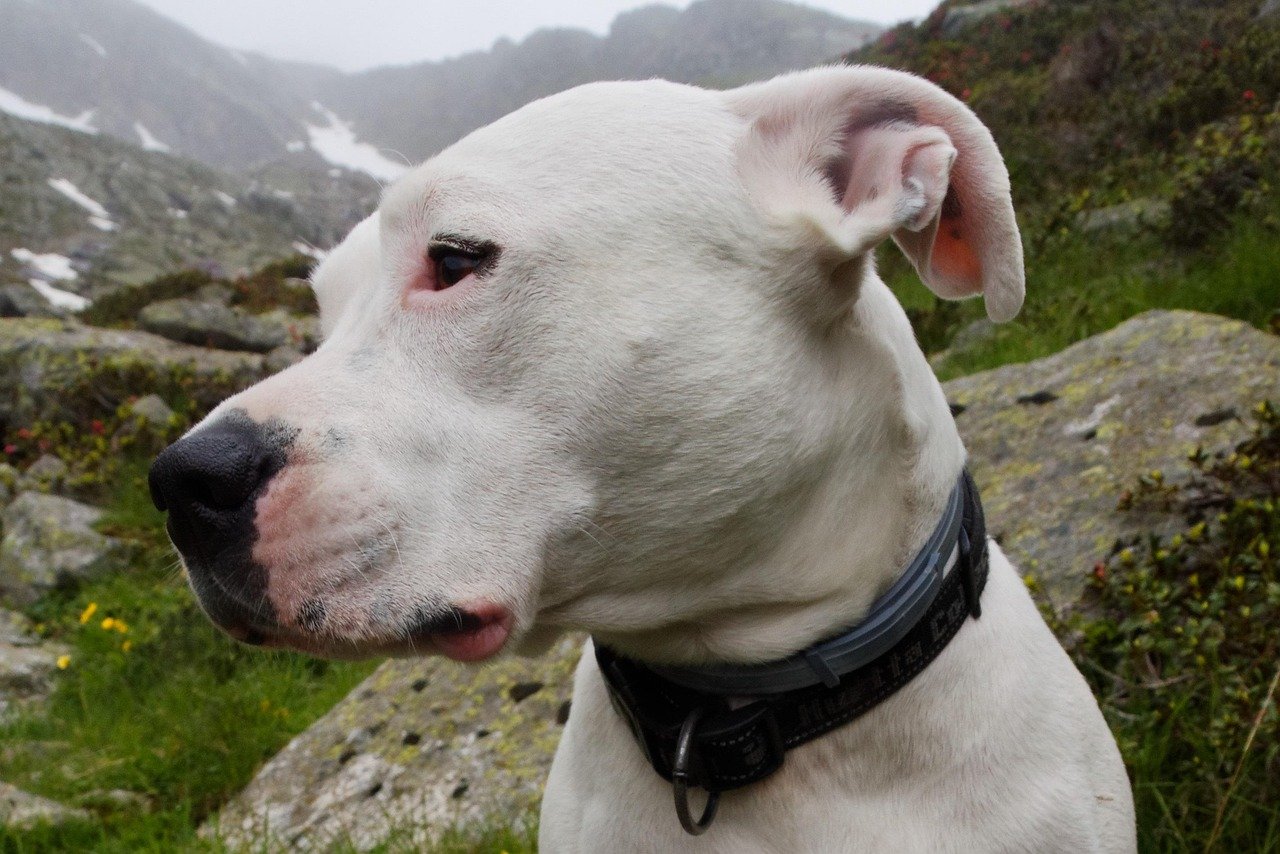 Dogo Argentino: Protective and Powerful (image credits: pixabay)