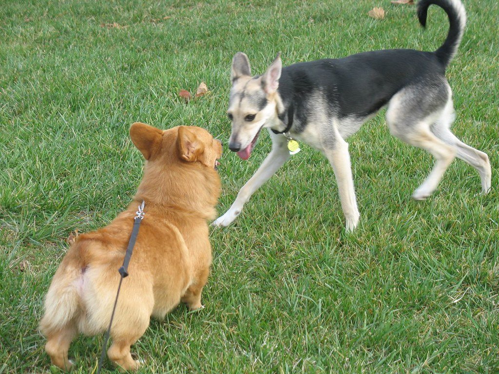 Protect Your Yard—The First Line of Defense (image credits: flickr)