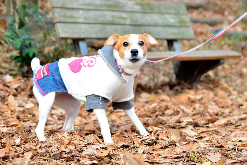 Capricorn: Avoid the Jack Russell Terrier (image credits: flickr)