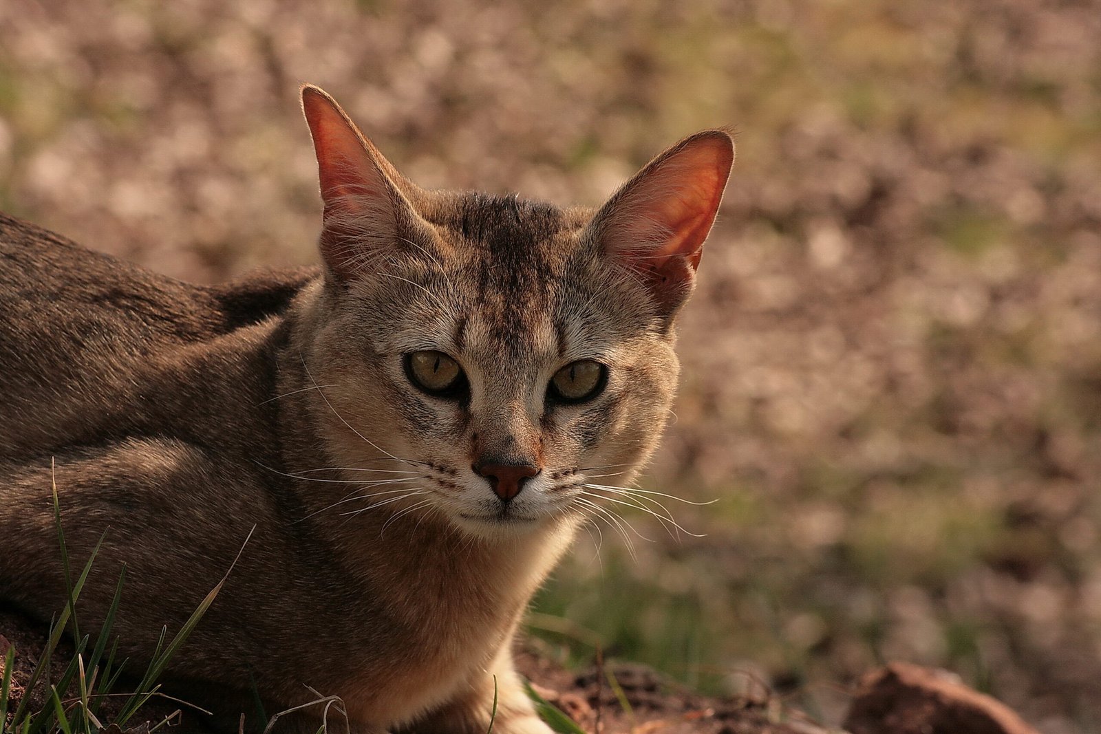 Chausie: The Untamed Athlete (image credits: wikimedia)