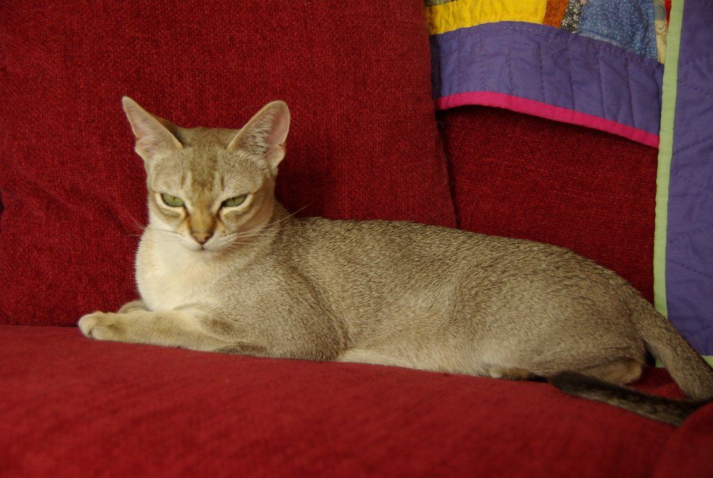 Singapura: Small Size, Big Trouble (image credits: flickr)